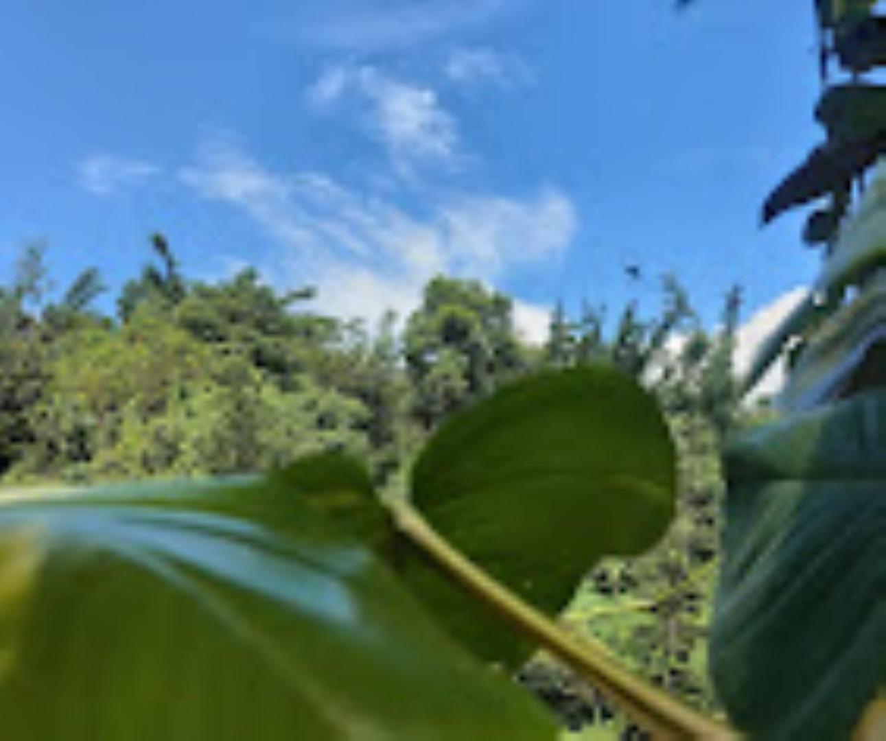 Brahmaputra Jungle Resort Guwahati Exteriör bild