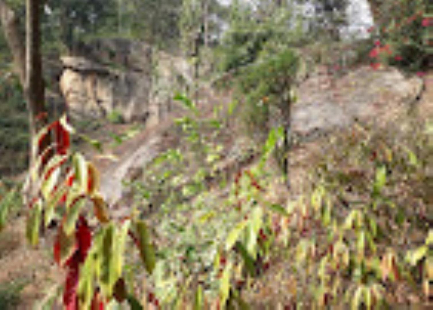 Brahmaputra Jungle Resort Guwahati Exteriör bild