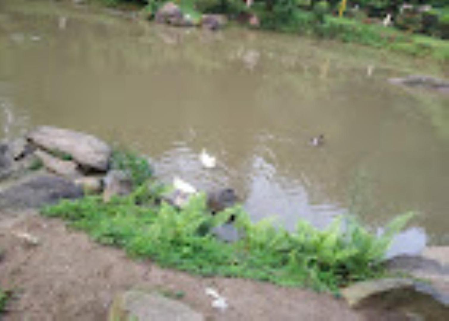 Brahmaputra Jungle Resort Guwahati Exteriör bild