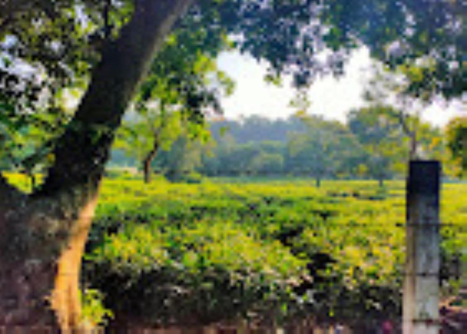 Brahmaputra Jungle Resort Guwahati Exteriör bild